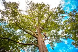 Best Lawn Grading and Leveling  in Tequesta, FL