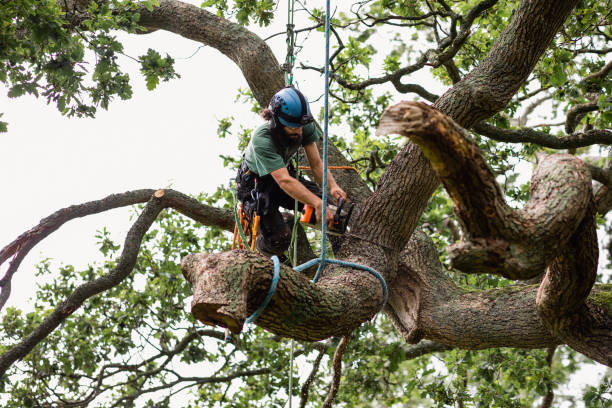 Best Tree Cabling and Bracing  in Tequesta, FL