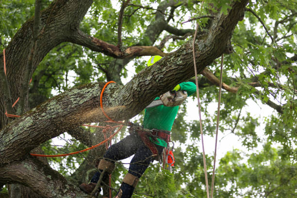 Best Palm Tree Trimming  in Tequesta, FL