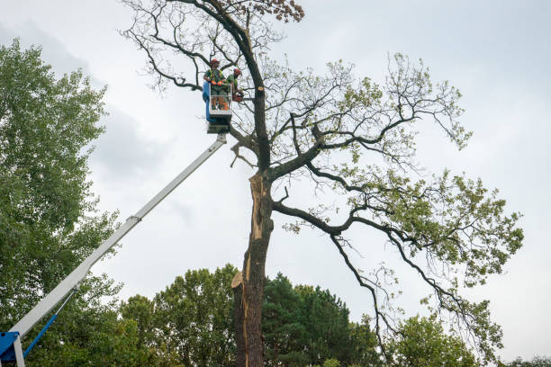 Best Root Management and Removal  in Tequesta, FL