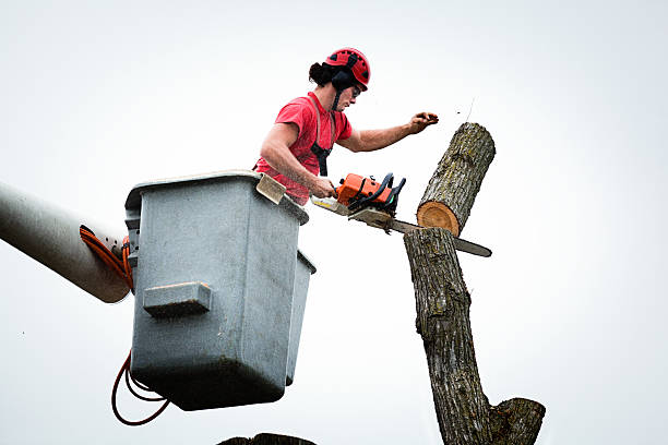 Tree and Shrub Care in Tequesta, FL