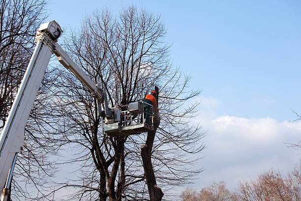 Professional Tree Services in Tequesta, FL