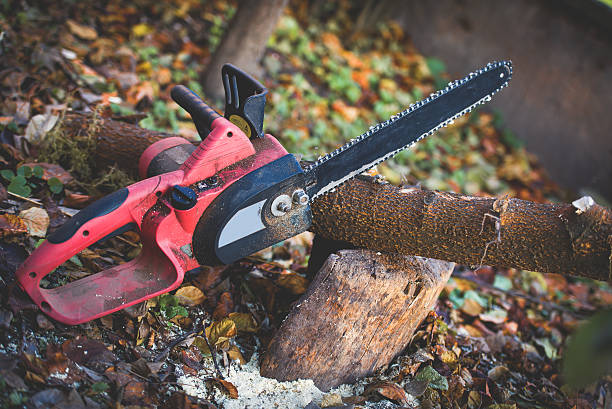 Best Tree Trimming and Pruning  in Tequesta, FL